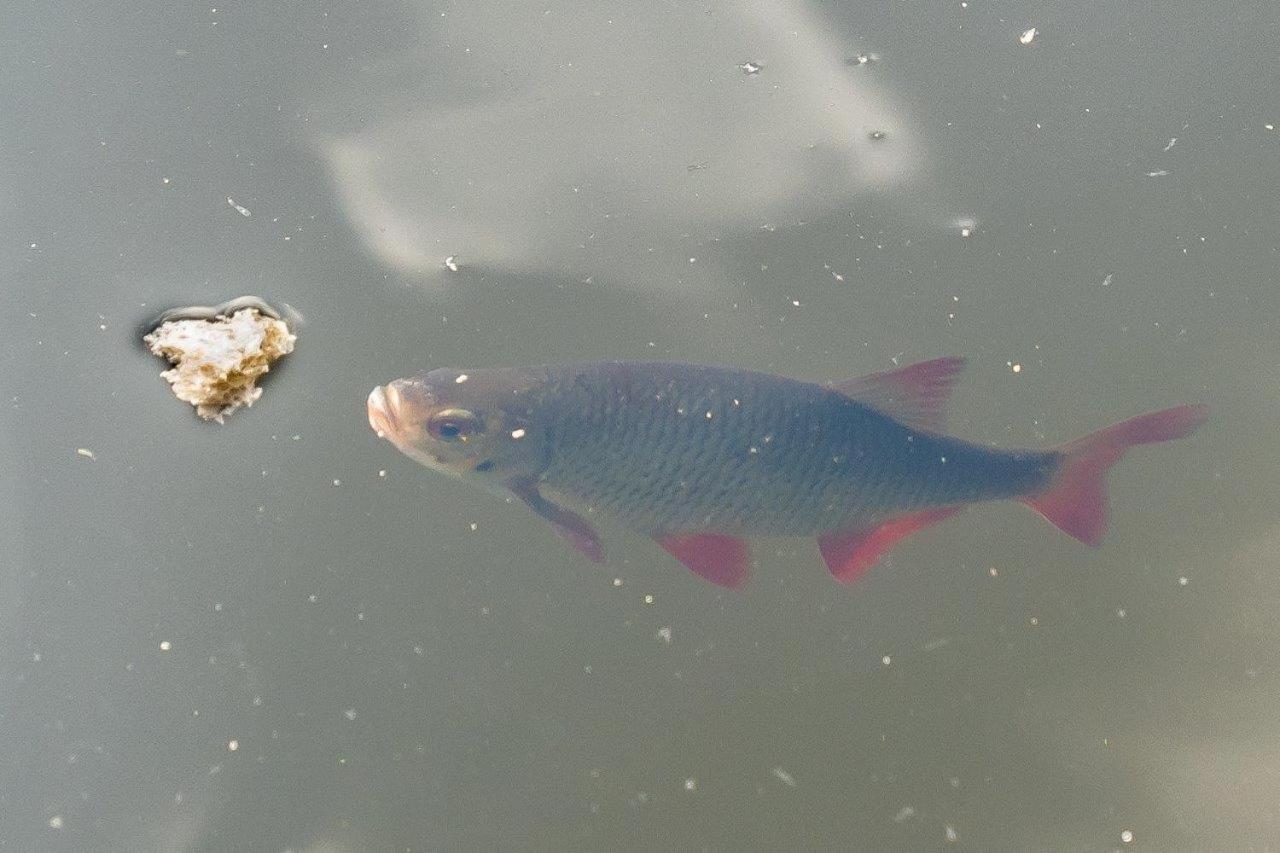 Schwimmpod An Der Peene Anklam Zewnętrze zdjęcie